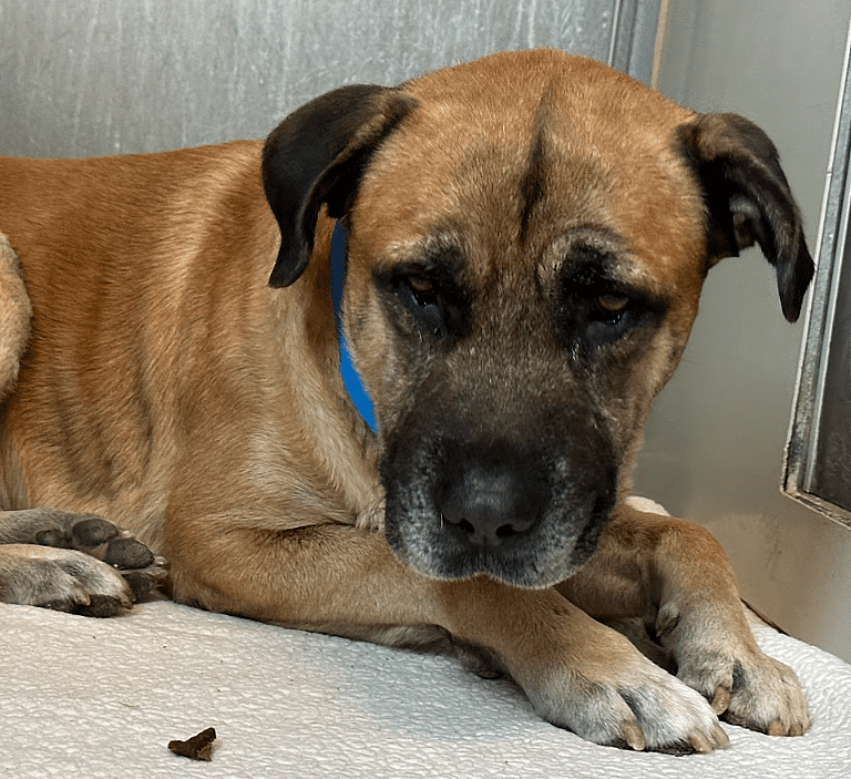 scared shelter dog